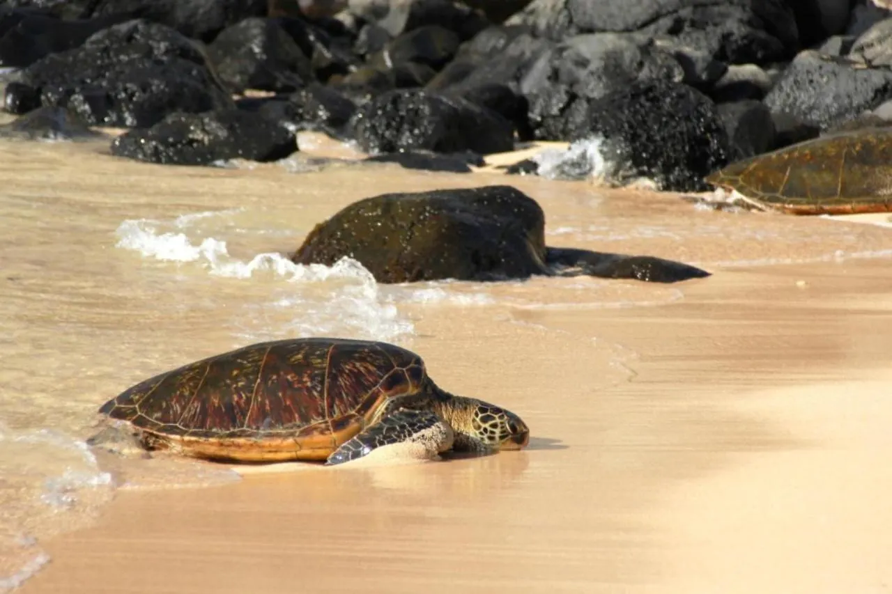 Sands Of Kahana 354 0*,  United States